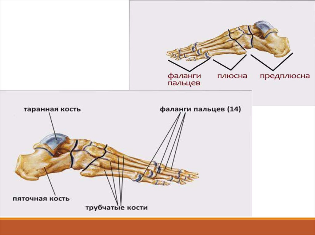 Добавочные кости стопы схема