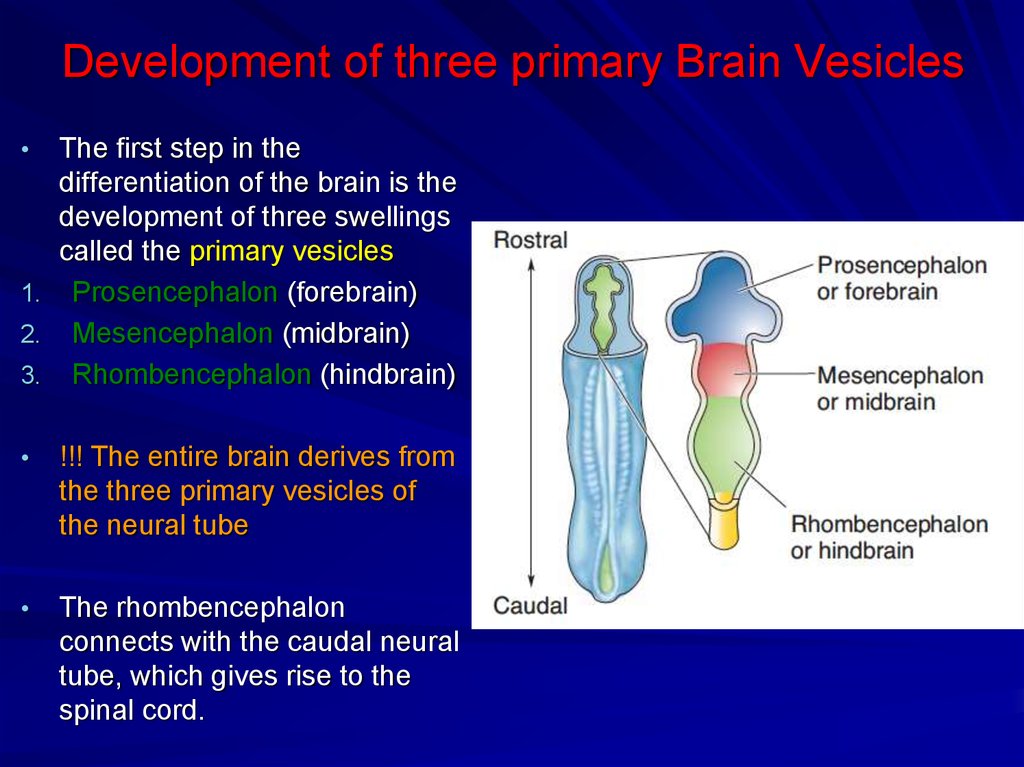 Development of three primary Brain Vesicles