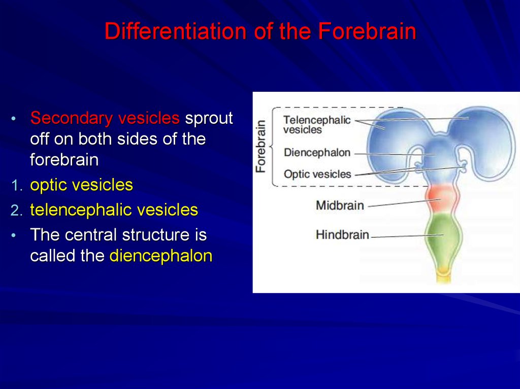 Differentiation of the Forebrain