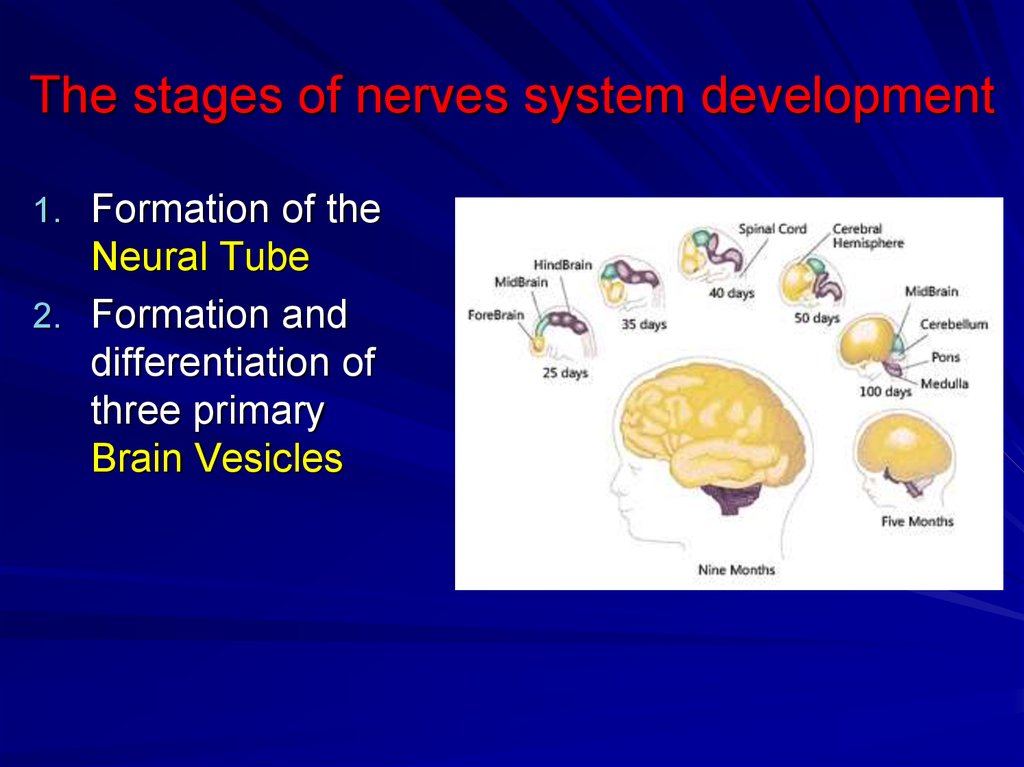 The stages of nerves system development
