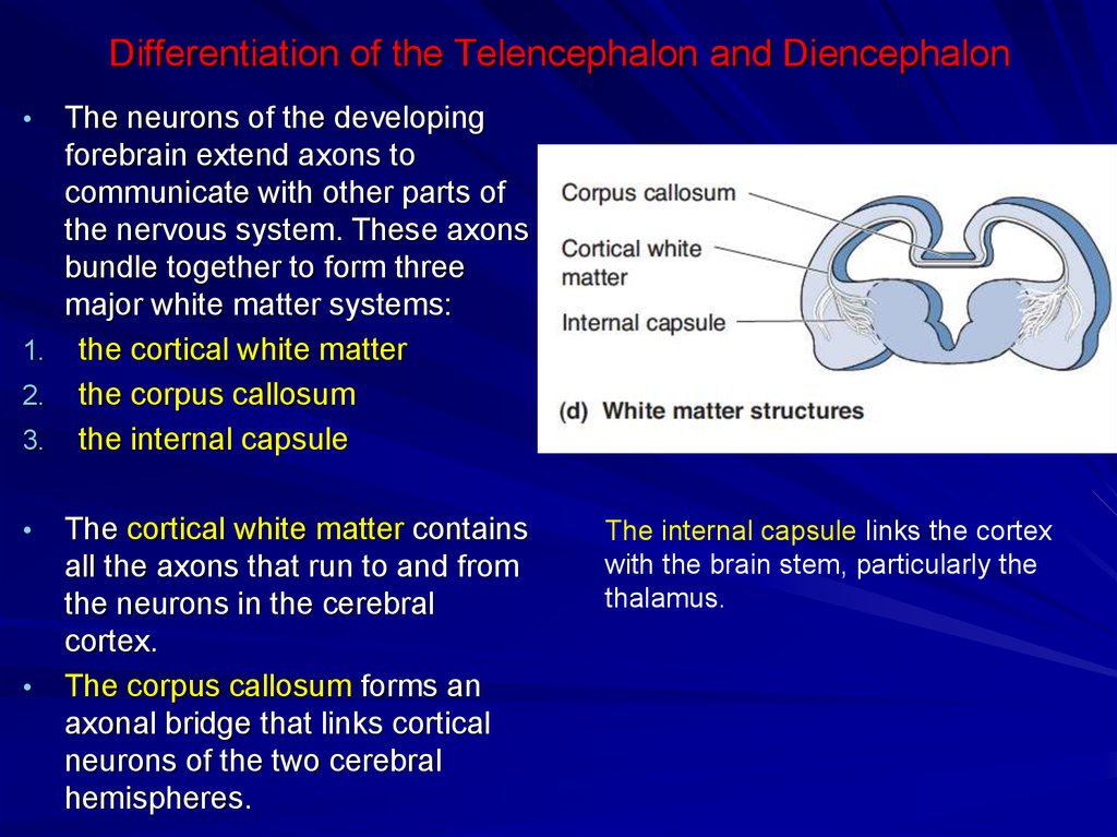 Differentiation of the Telencephalon and Diencephalon