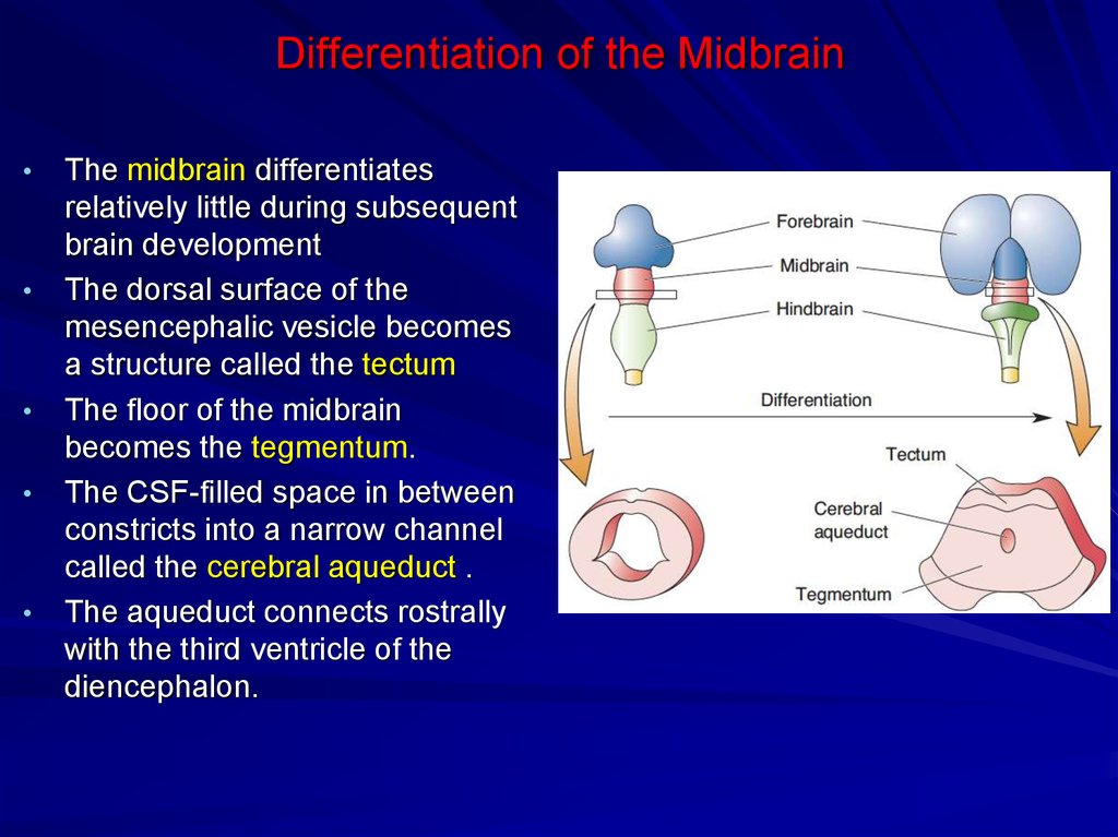 Differentiation of the Midbrain