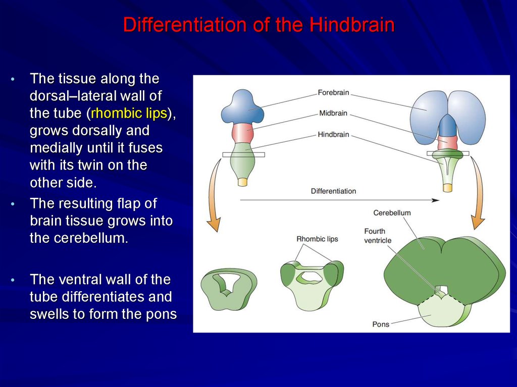 Differentiation of the Hindbrain