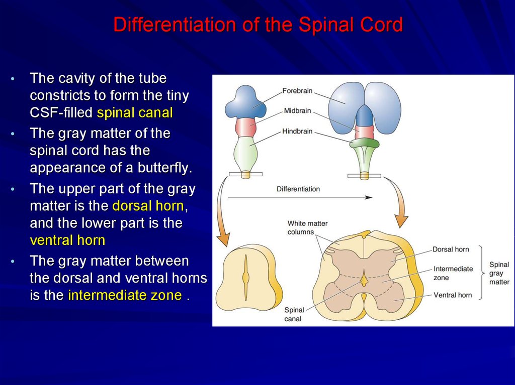 Differentiation of the Spinal Cord