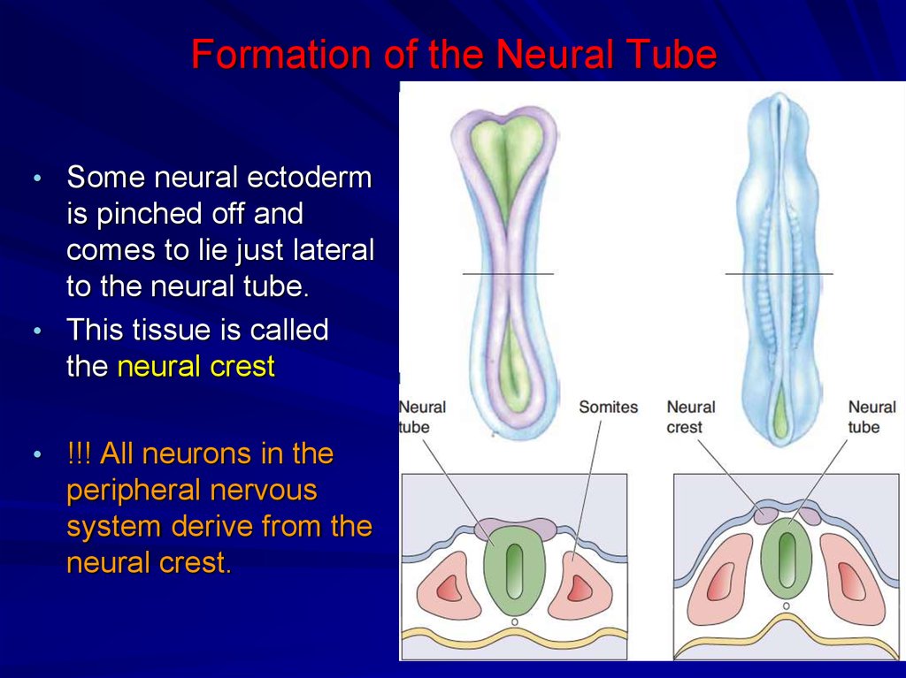 Formation of the Neural Tube