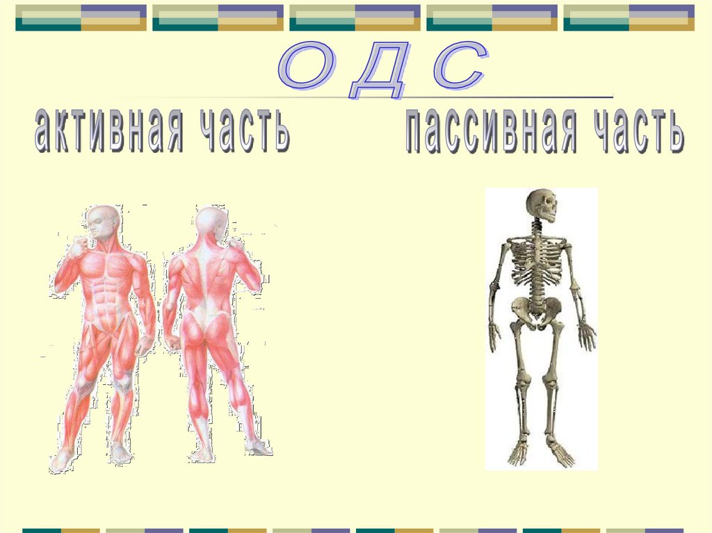 Осевой скелет человека. Задачи со скелетами. Какие черты характерны для скелета человека. Основная и первоочередная задача скелета человека. Как выглядит пассивная часть.