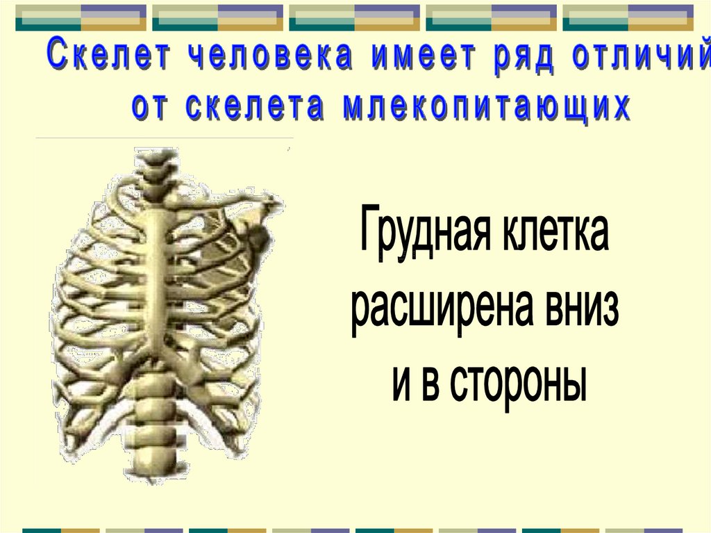 Скелет 8 класс биология презентация