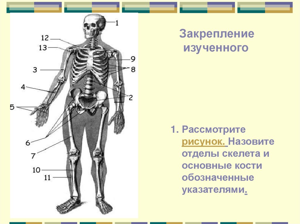 Сколько отделов скелета. Биология 8 класс скелет человека осевой скелет. Кости скелета человека 8 класс биология. Кости скелета биология 8 класс. Отдел скелета название костей.