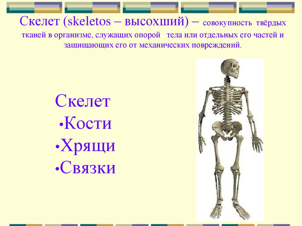 Особенности соединений скелета. Скелет биология 6 класс. Скелет человека 8 класс биология. Осевой скелет и скелет конечностей. Биология 8 класс тема скелет.