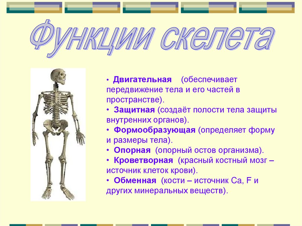 Скелет для презентации