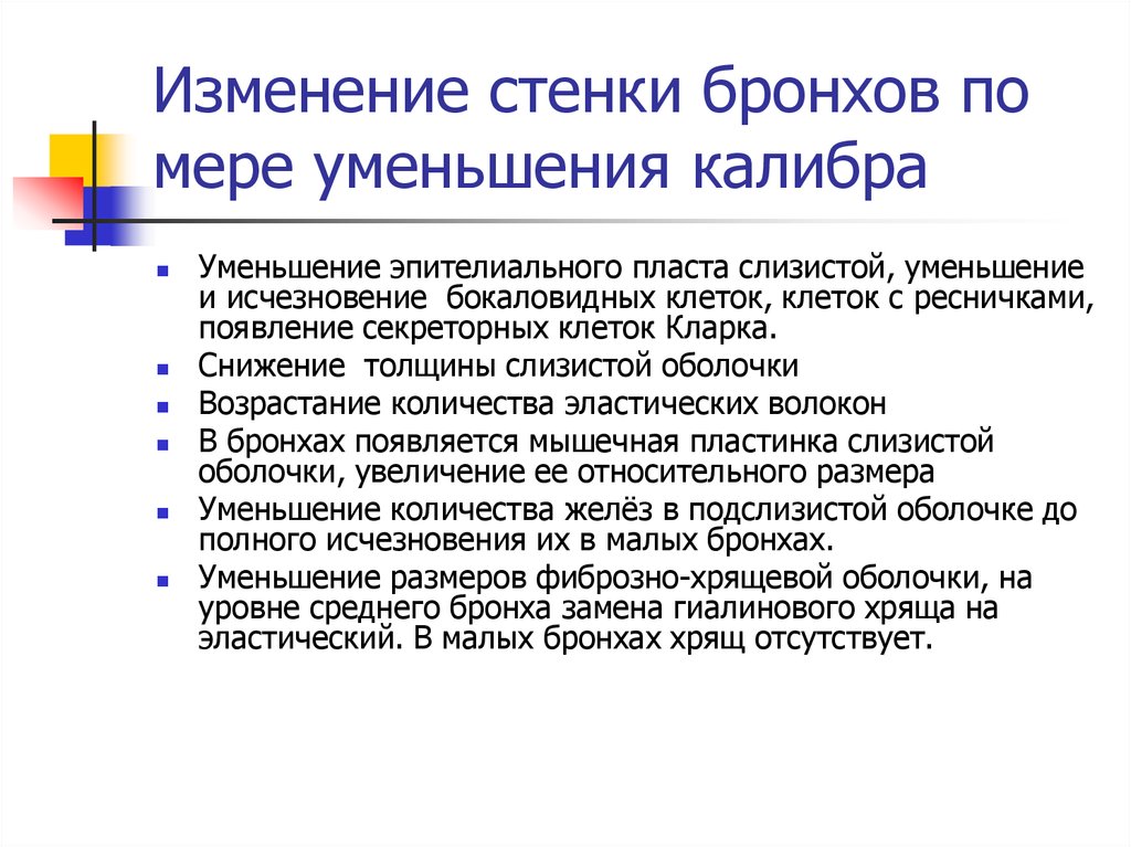 Стенки бронхов. Изменение стенки бронхов. Изменения стенки бронхов по мере уменьшения их калибра. Изменение строения стенки бронхов. Изменения в строении стенки бронхов по мере уменьшения их калибра.