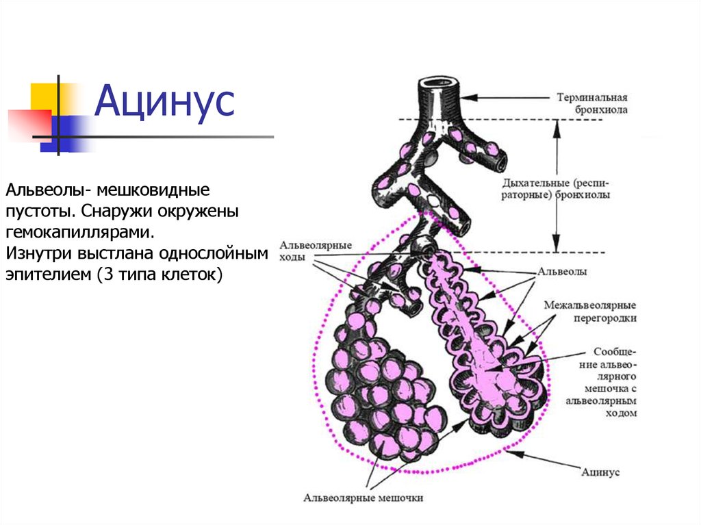 5 легочные пузырьки. Ацинус анатомия. Альвеола и ацинус гистология. Ацинус легкого гистология. Дыхательная система анатомия ацинус.
