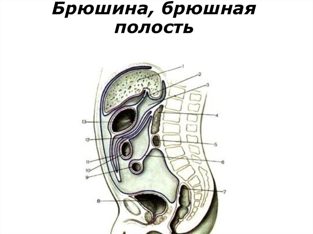 Схема хода брюшины в полости женского и мужского малого таза сагиттальный разрез