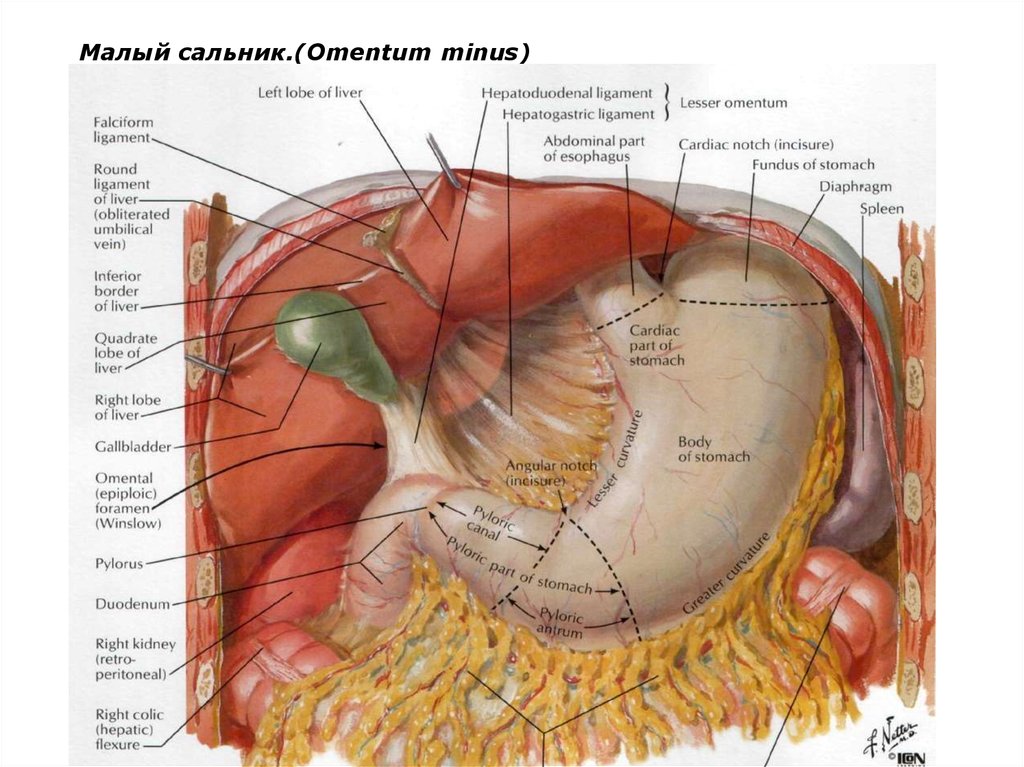 Большой сальник схема