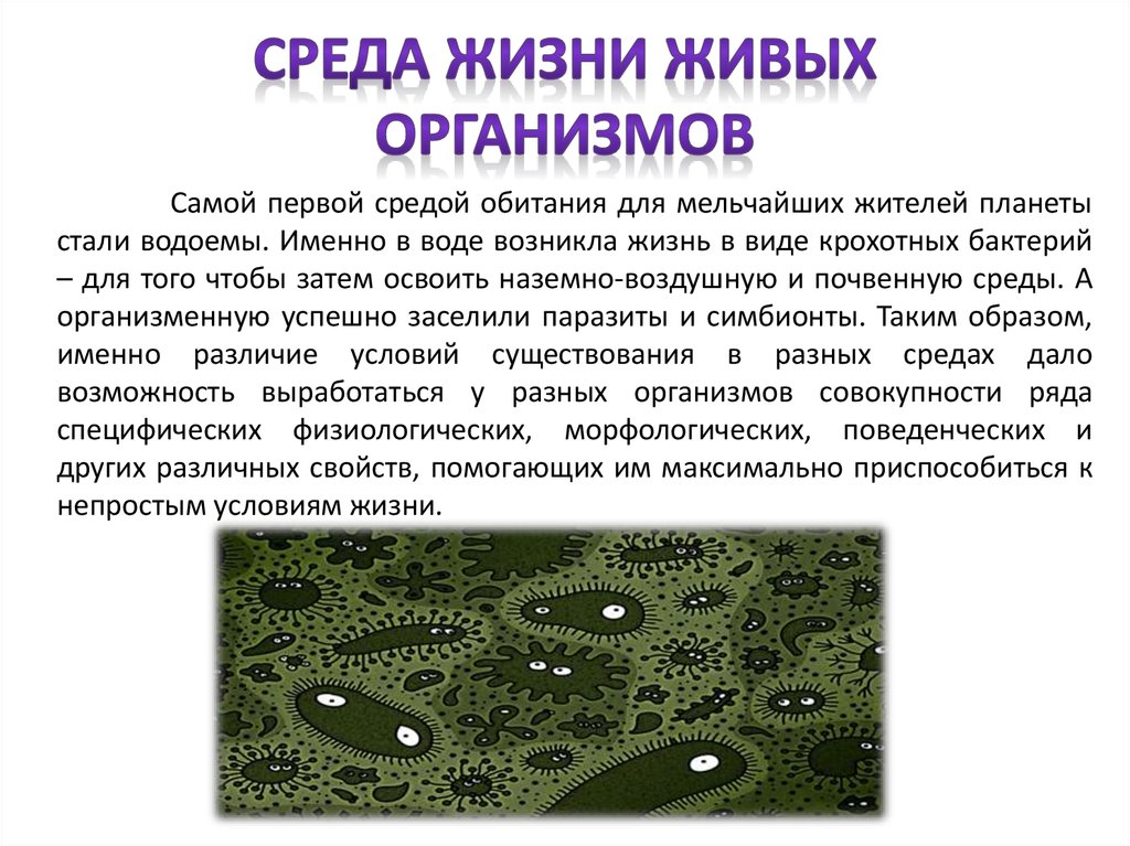 Жизненные организмы. Среды жизни живых организмов. Живые организмы как среда жизни. Среда обитания первых живых организмов. Живые организмы как среда жизни экология.