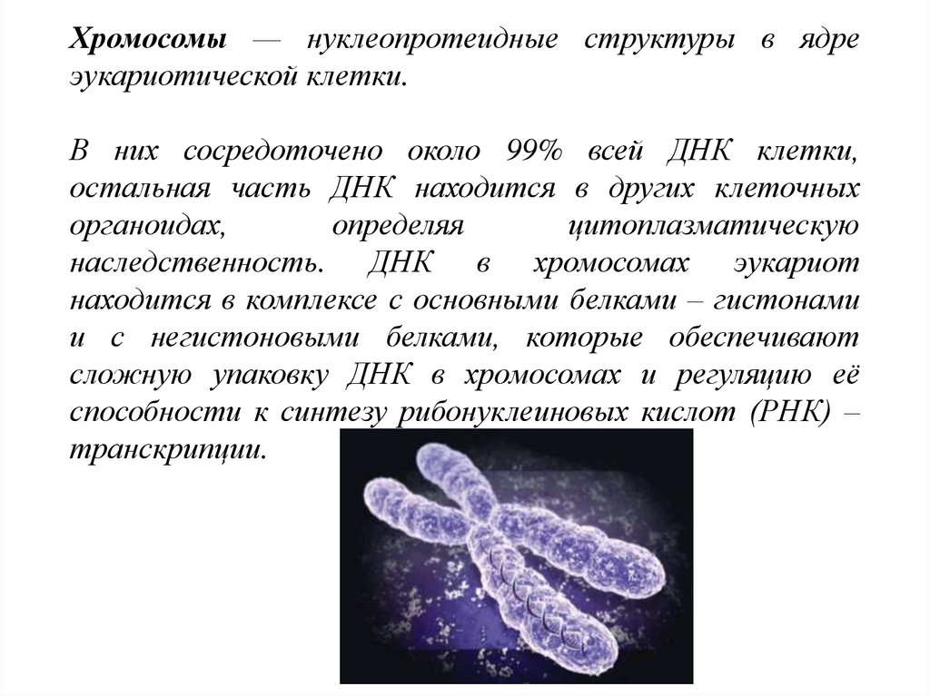 Молекулы днк находится в хромосомах. Структура хромосомы эукариот. Хромосомы в ядре эукариот. Клетка ядро хромосома ДНК. Строение хромосомы эукариот.