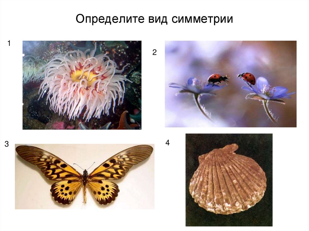 Укажите тип симметрии животного укажите среду. Трансляционная симметрия в природе. Сферическая симметрия растений. Центральная симметрия у животных. Симметрия цветка.