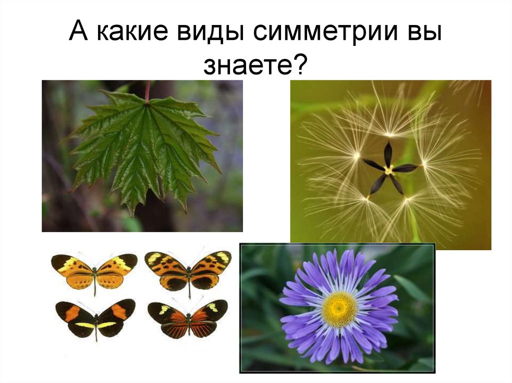 Тип симметрии комара. Какие виды симметрии знаете. Сферическая симметрия в природе. Вид симметрии у ромашки. Симметрия листа.