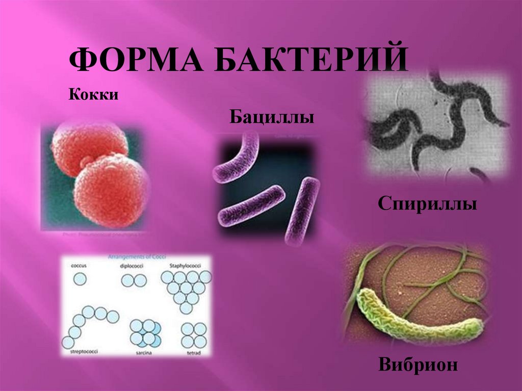 Рассмотрите фотографии с изображением представителей различных объектов природы вибрионы кокки