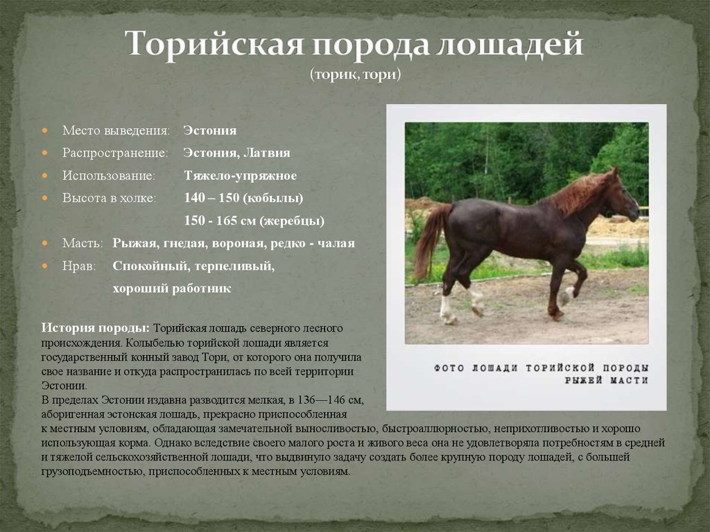 Породы лошадей - презентация онлайн