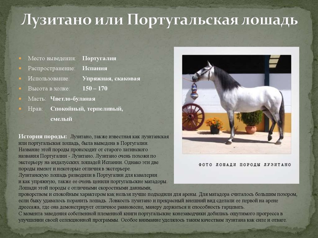 Верховой характеристика. Португальская лошадь. Породы лошадей презентация. Лузитанская лошадь. Лузитанская порода лошадей.