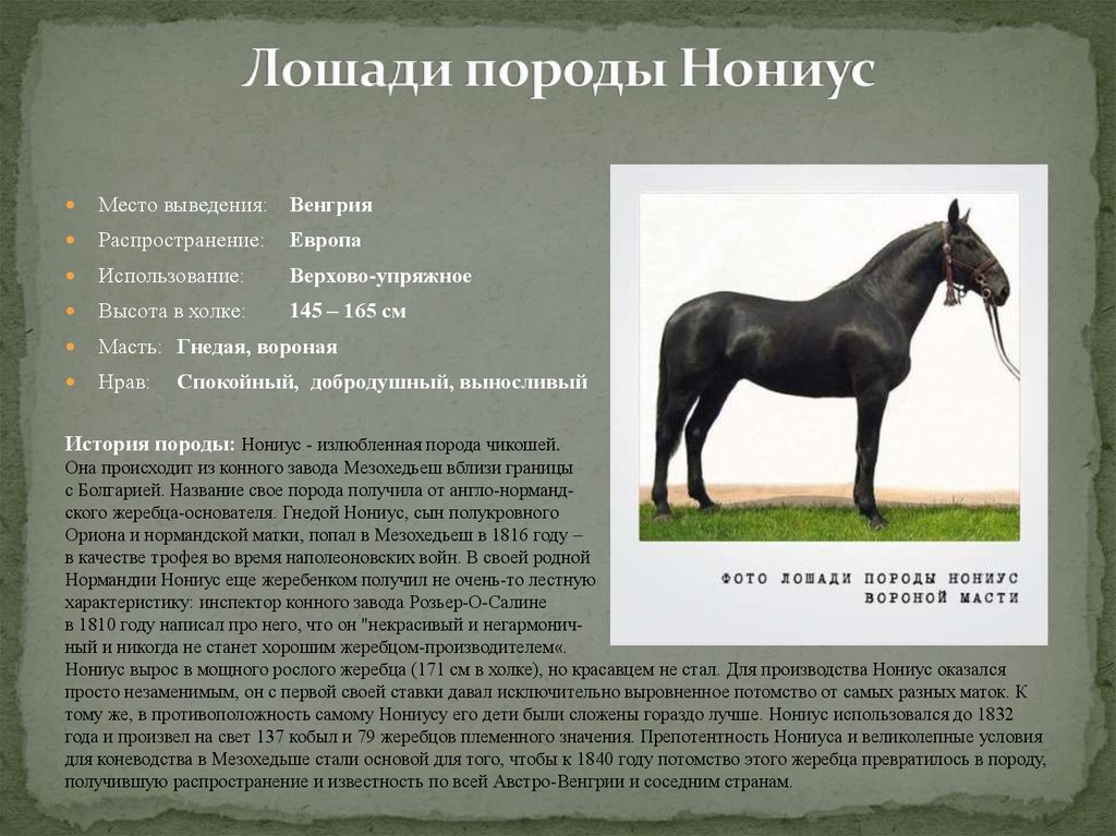 Кличка коня махотина. Породы домашних лошадей. Порода лошадей Nonius. Лесные породы лошадей. Самые древние породы лошадей.