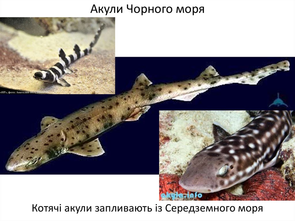 Акули Чорного моря
