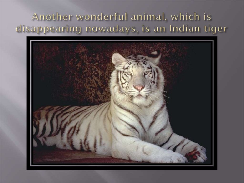 Another wonderful animal, which is disappearing nowadays, is an Indian tiger