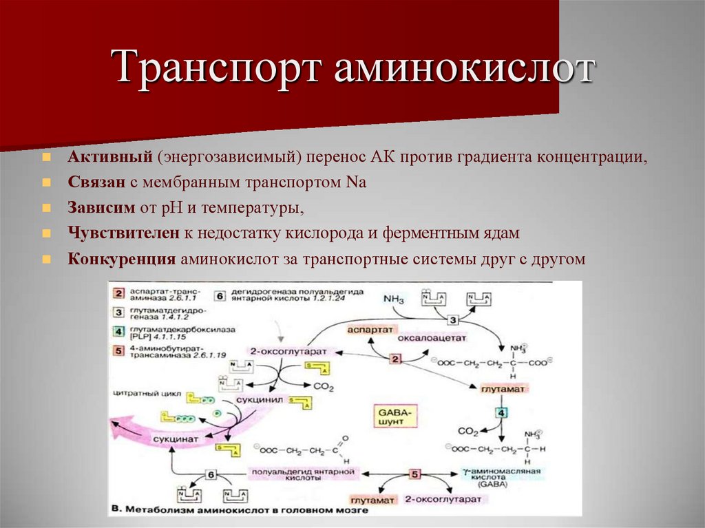 Биохимический путь. Транспорт аминокислот биохимия. Механизмы транспорта аминокислот через клеточные мембраны. Механизм переноса аминокислот. Транспорт аминокислот в клетку.