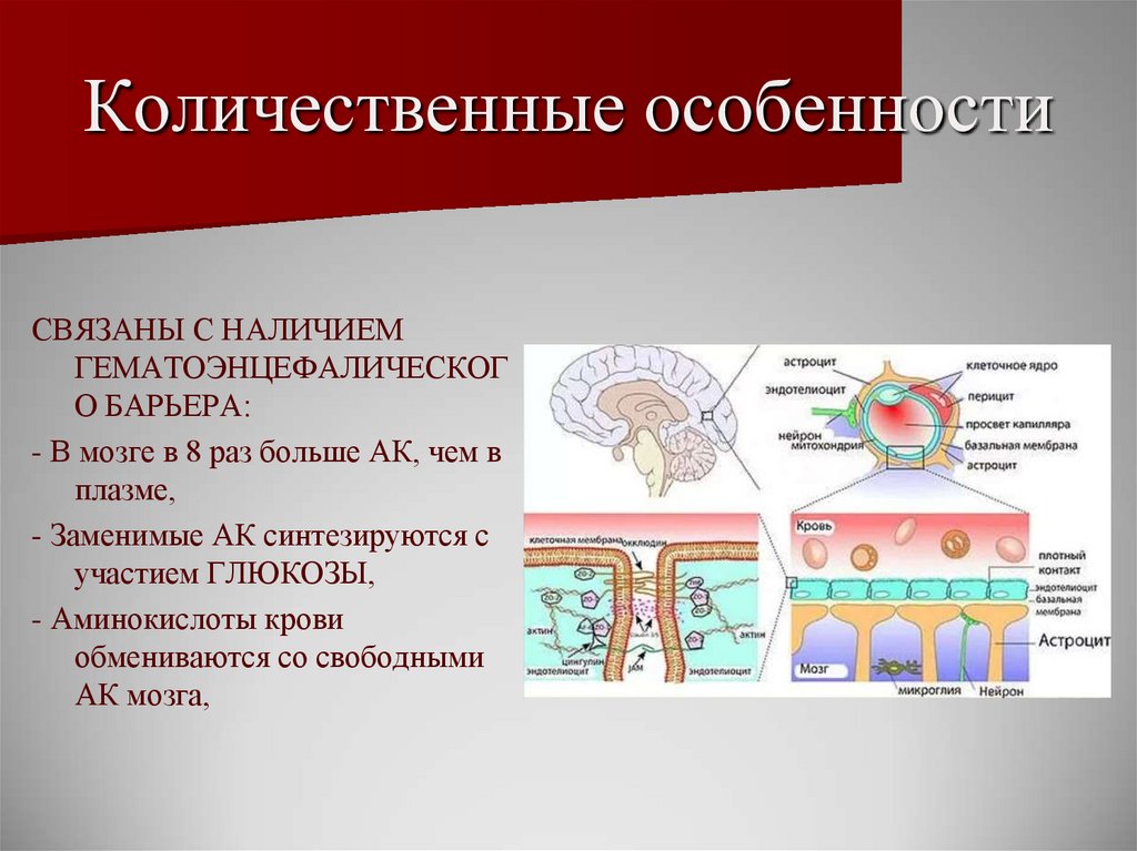 Центр обмена веществ в мозге. Гематоэнцефалический барьер презентация. Гематоэнцефалический барьер гипоталамуса. Гематоэнцефалический барьер в Египте. Особенности гематоэнцефалического барьера у детей.