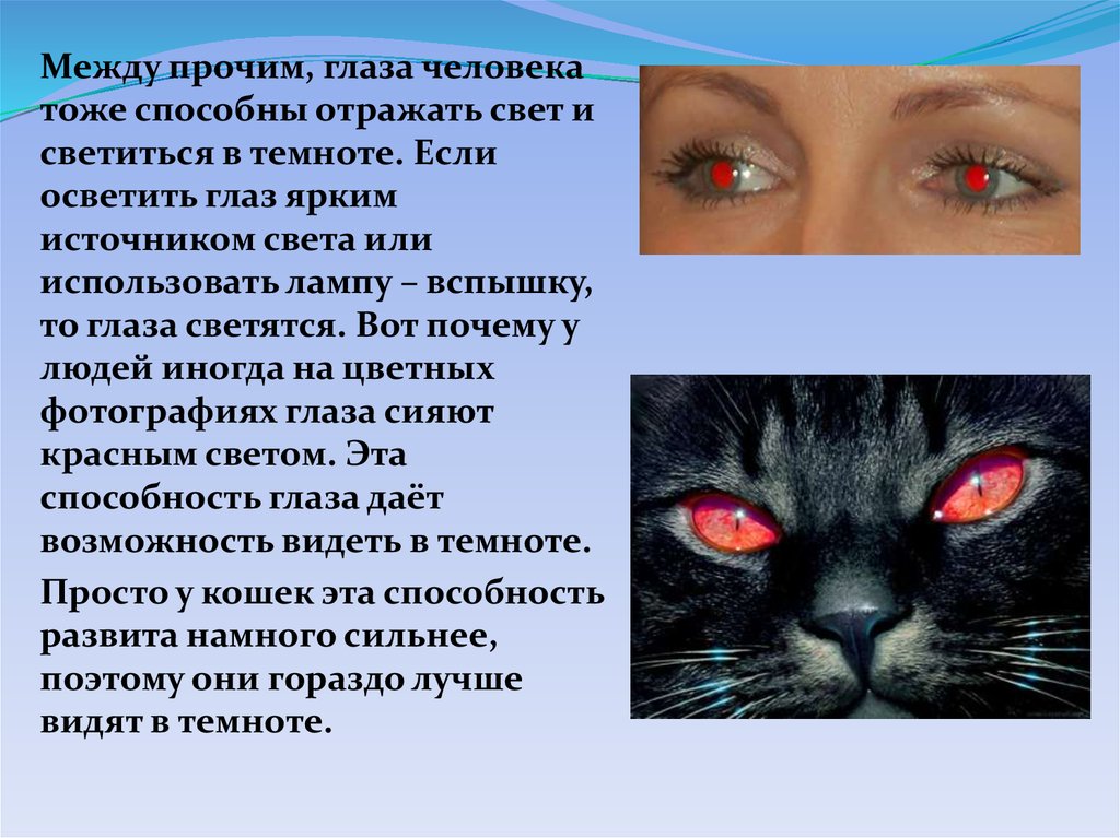 Почему у людей светятся глаза. У кошки светятся глаза. Почему у котов светятся глаза. У кошки глаза светятся красным. Почему у кошек светятся глаза в темноте.