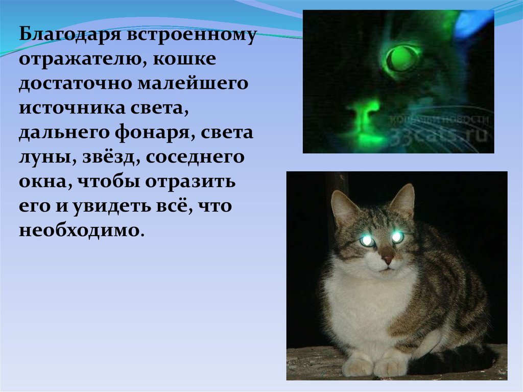 У кошки глаза светятся синим цветом. Светящиеся коты. Светящиеся коты генетика. Порода светящихся кошек.