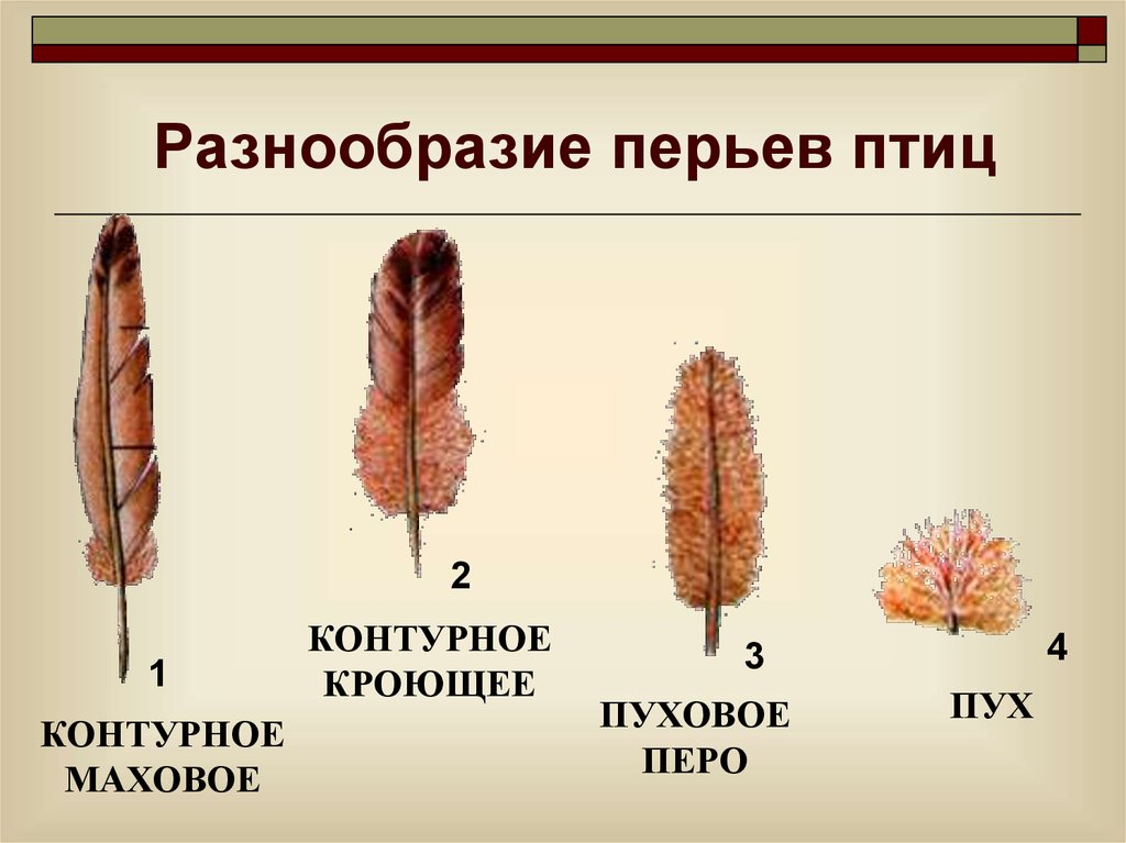 Широкая и мягкая часть пера называется. Строение пухового пера. Разнообразие перьев птиц. Пуховое перо строение. Маховые перья контурные пуховые.