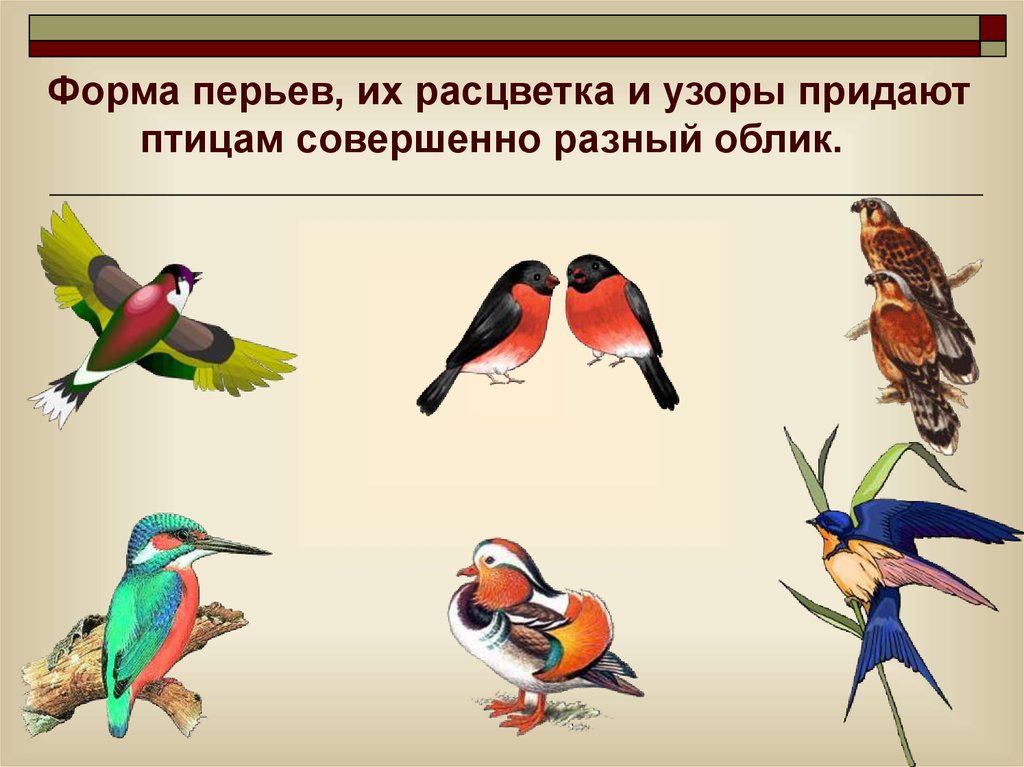 Самостоятельная по классу птиц. Разнообразие птиц. Птицы для презентации. Птицы многообразие птиц. Птицы слайд.