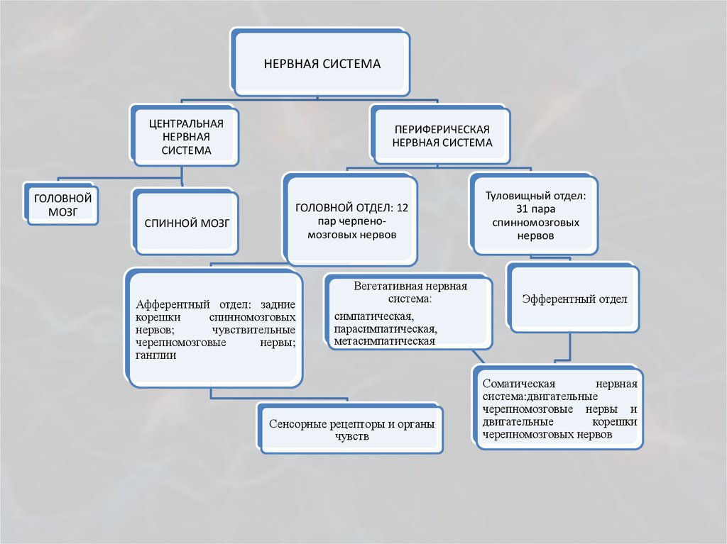 Общий план строения нервной системы кратко