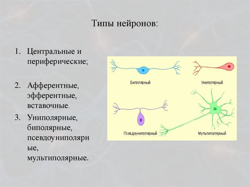 Эфферентные нейроны. Типы нейронов. Нервная система типы нейронов. Типы нейронов и их расположение. Типы нейронов схема.