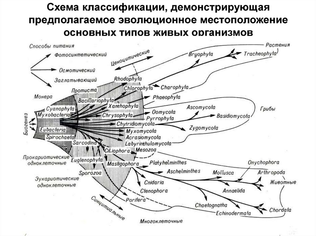 Схема классификация организмов