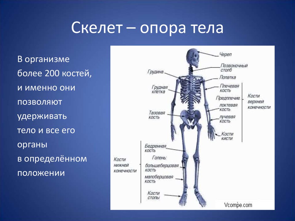 Ткань скелета человека. Скелет человека. Скелет опора человека. Скелет человека информация. Сообщение о скелете.
