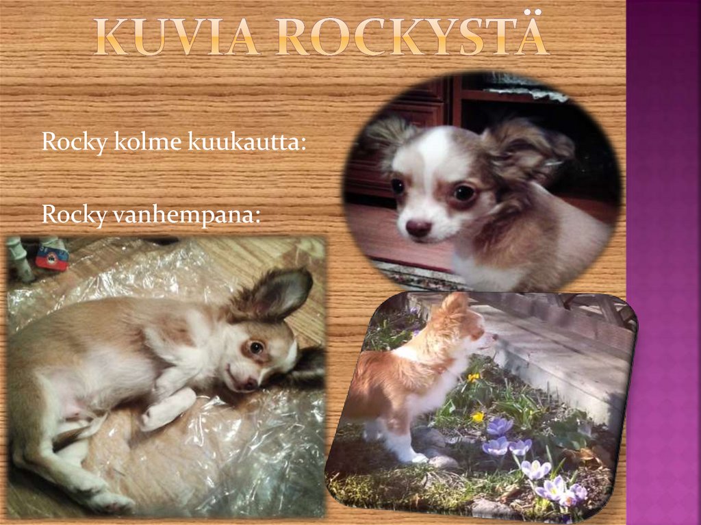 Kuvia rockystä