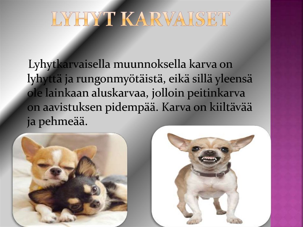 Lyhyt karvaiset