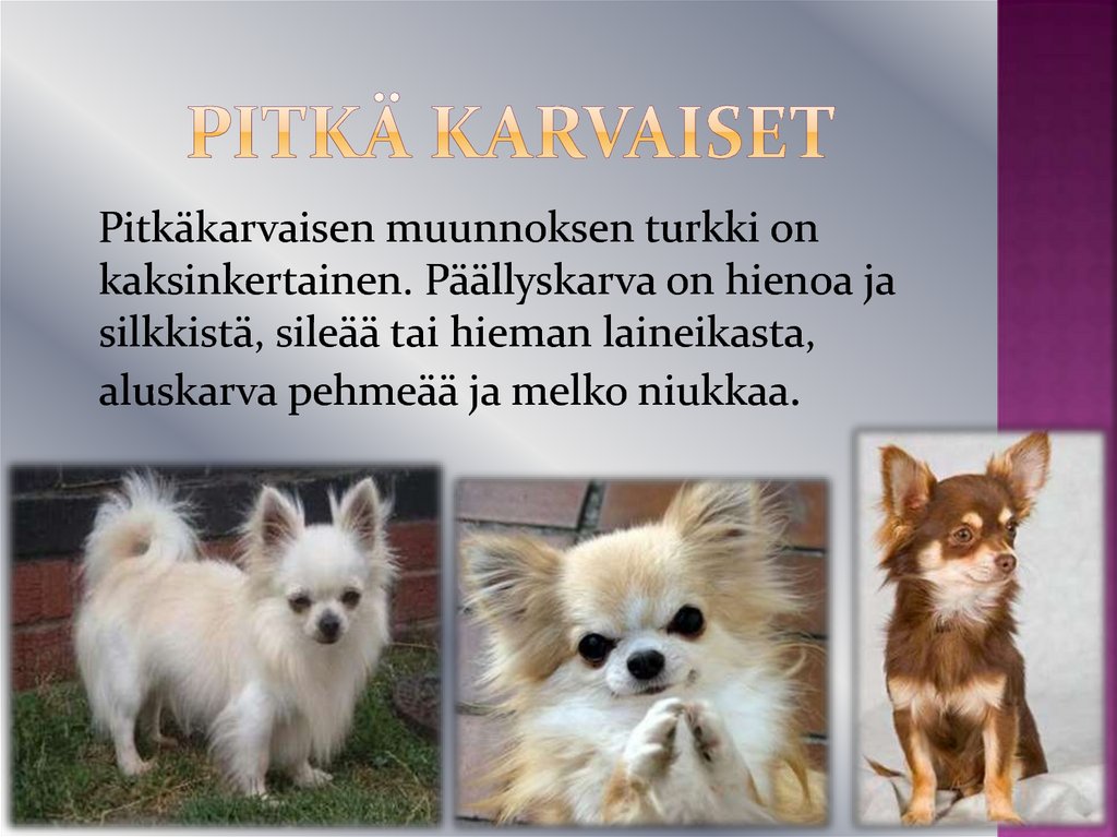 Pitkä karvaiset
