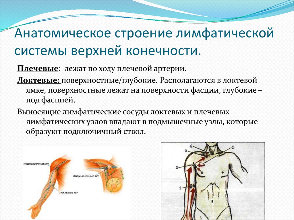 Верхние лимфатические узлы. Региональные лимфатические узлы верхней конечности. Лимфатические сосуды и узлы верхней конечности. Регионарные лимфатические узлы верхней конечности. Лимфатические узлы верхней конечности схема.