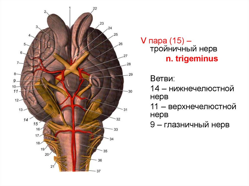 1 5 черепные нервы. 13 Пар черепных нервов. 5 Пара черепных нервов схема. Черепно мозговые нервы 13 пара. 12 Пар черепных нервов 13 пара.