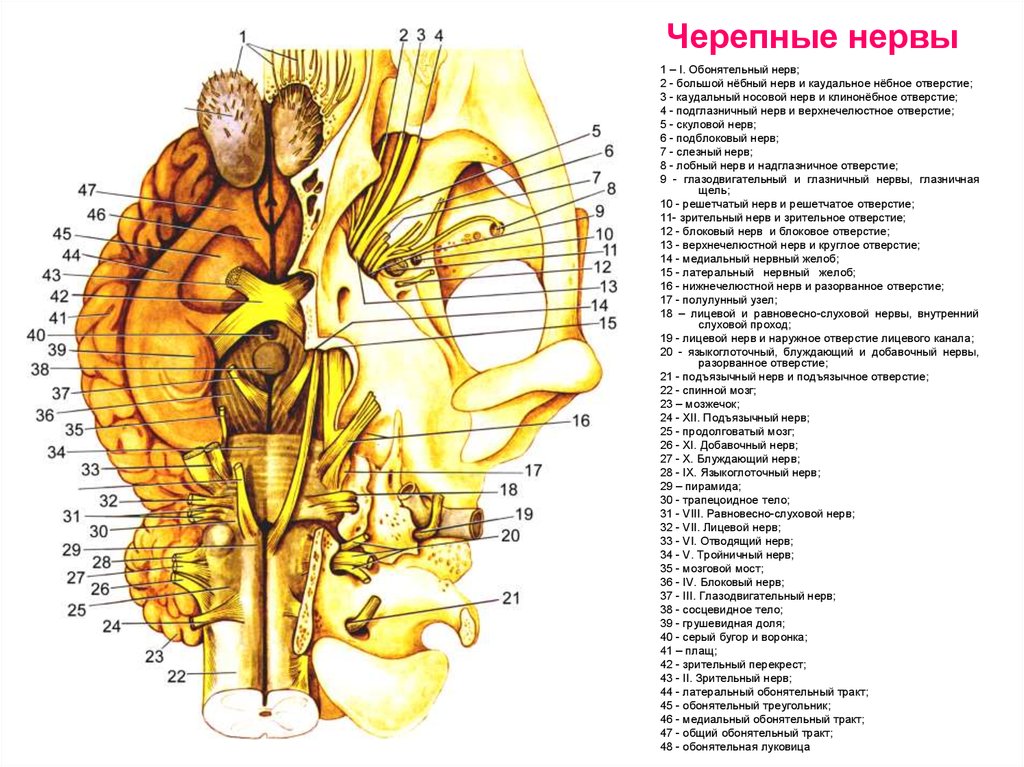 Сплетение черепных нервов. Анатомия черепно мозговых нервов. Черепно мозговые нервы на латыни. Черепно мозговые нервы анатомия. Черепные нервы анатомия.