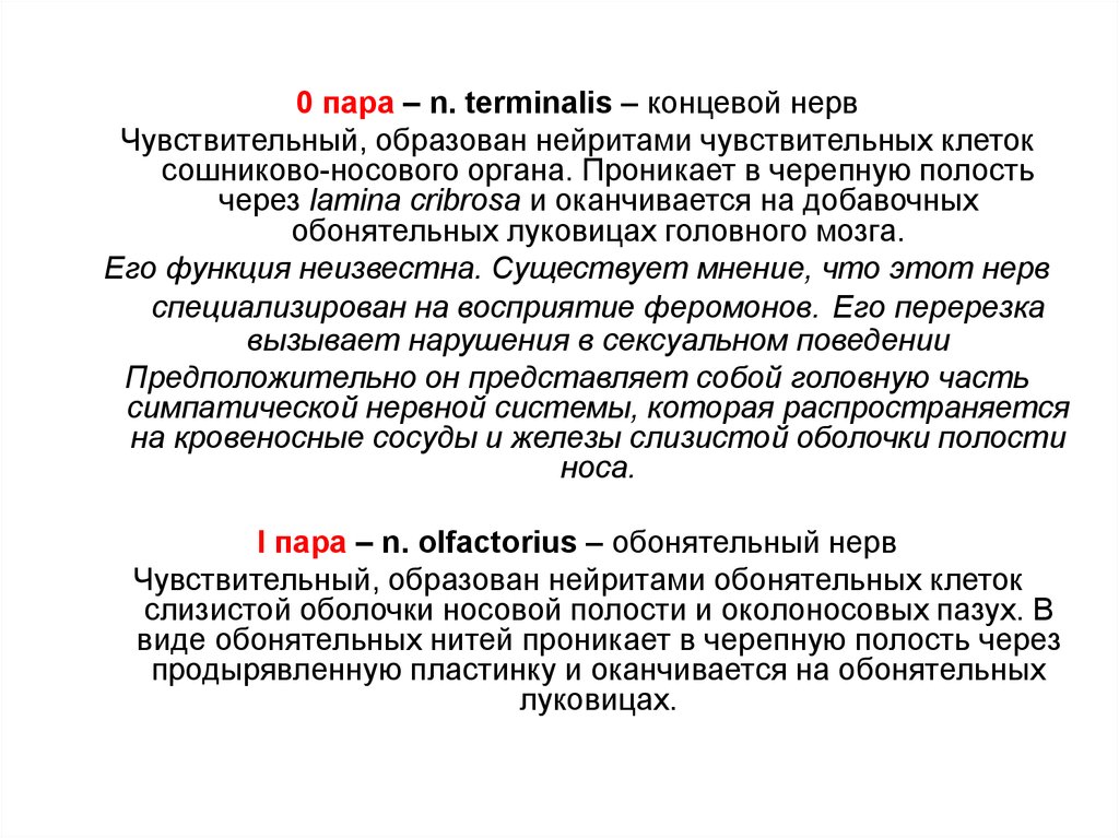 Пар 0. Концевой нерв. Концевые нервы. Концевой нерв 0 пара. Конечный нерв.