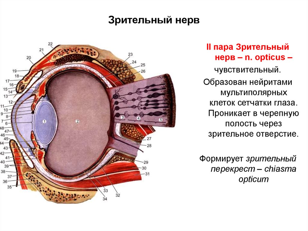 Зрительные нервы глазного яблока. Зрительный нерв строение и функции. Строение глазного нерва. Строение зрительного нерва глаза. Глазной зрительный нерв.