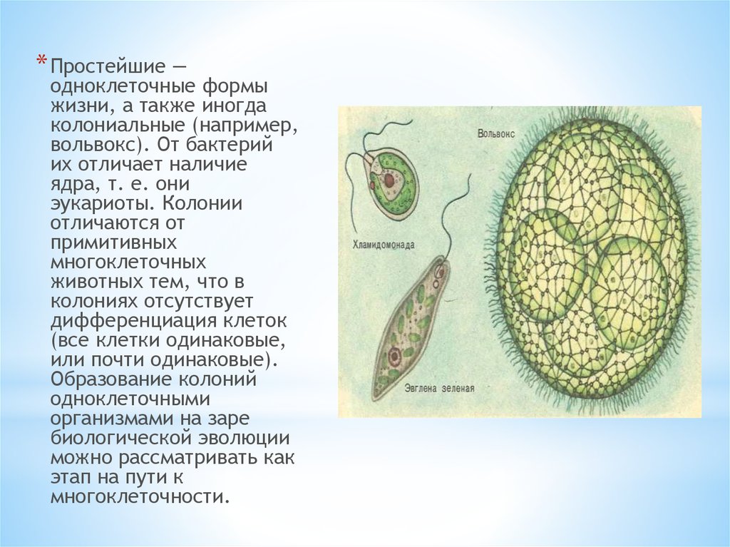 Имеют органы и примитивные ткани. Колониальные одноклеточные эукариоты. Одноклеточные организмы вольвокс. Колониальные многоклеточные эукариоты. Форма одноклеточных и простейших.