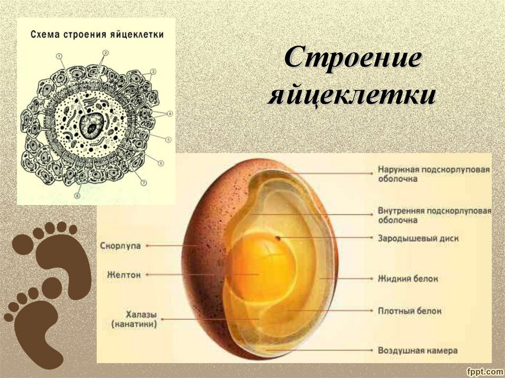 Рисунок яйцеклетки с подписями