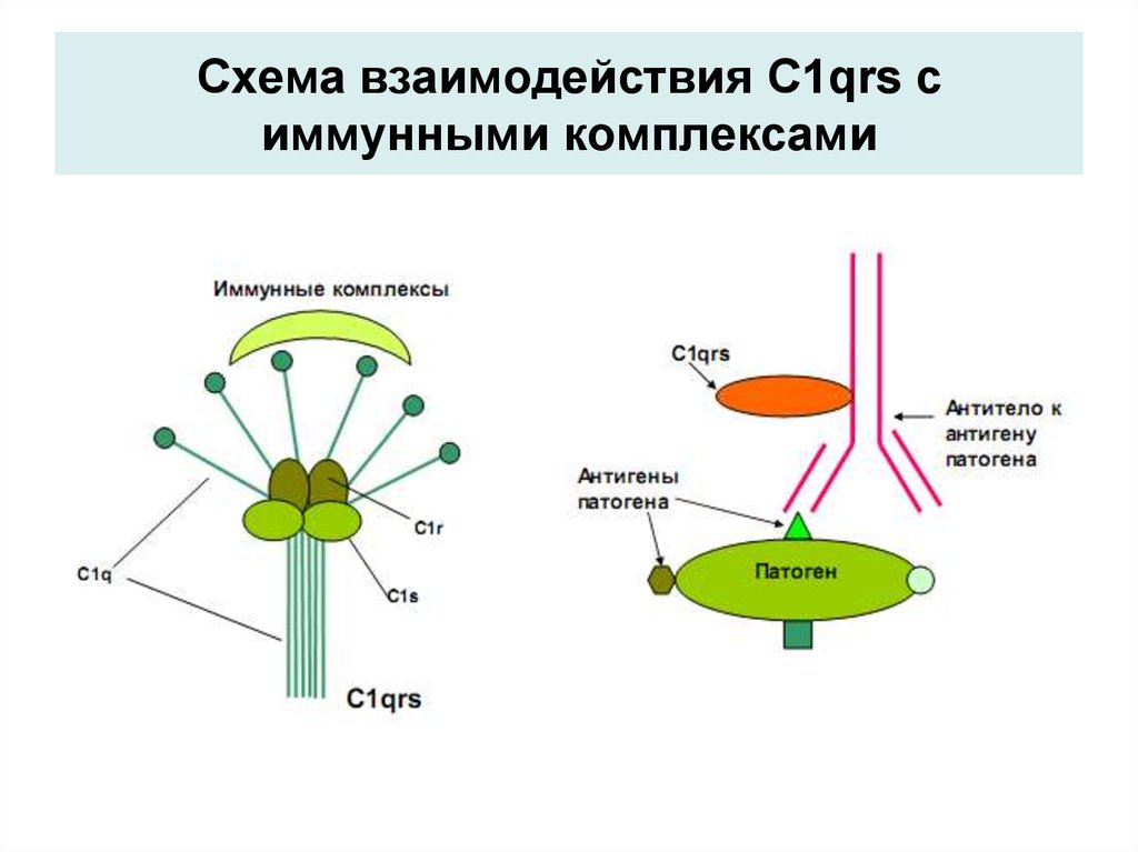 Схема взаимодействия С1qrs с иммунными комплексами