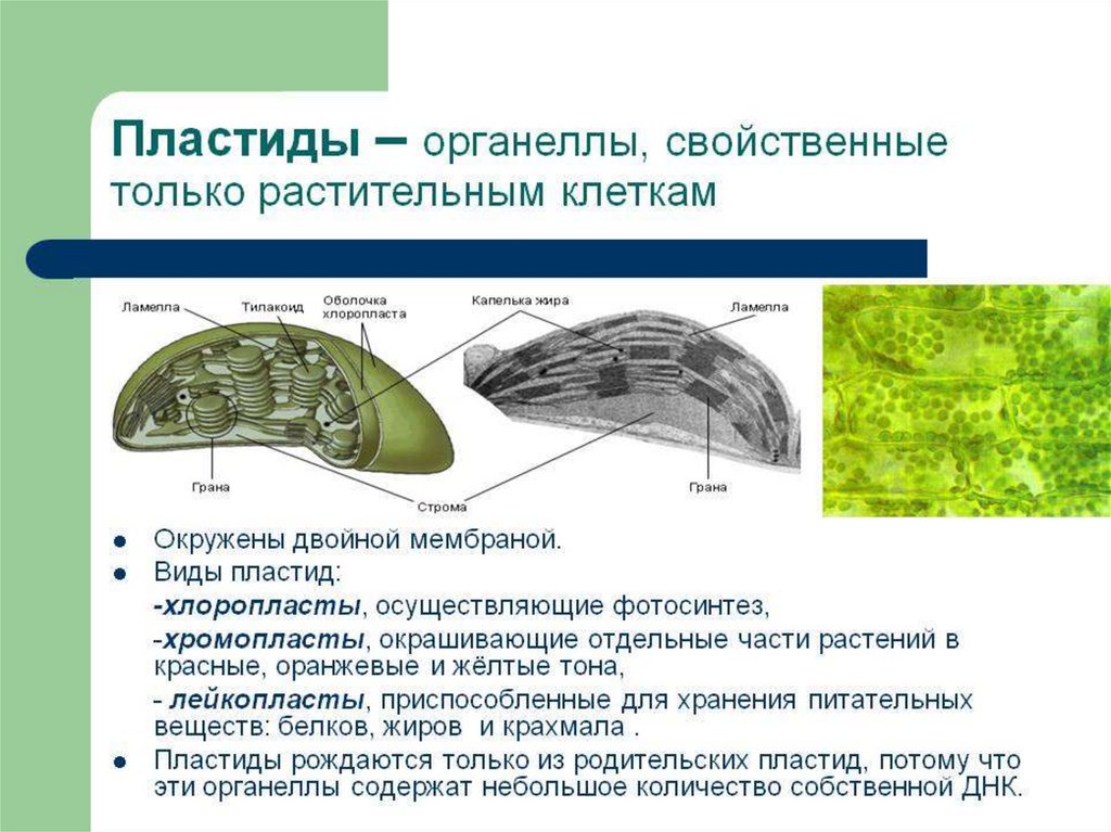 Пластиды 5 класс биология. Пластиды 10 класс биология. Пластиды биология 9 класс. Строение хлоропласта биология 5 класс. Строение пластиды биология 10 класс.